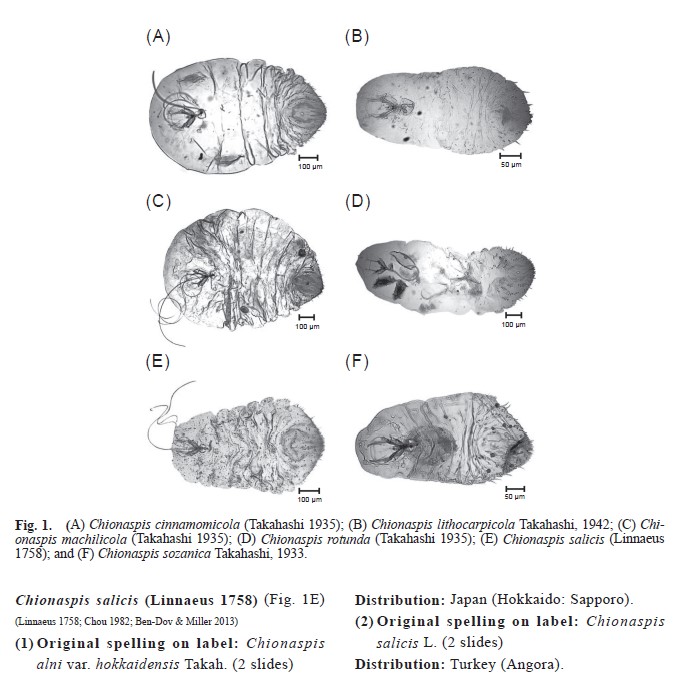 (A) Chionaspis cinnamomicola (Takahashi 1935), (B) Chionaspis lithocarpicola Takahashi, 1942, (C) Chionaspis machilicola (Takahashi 1935), (D) Chionaspis rotunda (Takahashi 1935), (E) Chionaspis salicis (Linnaeus 1758), and (F) Chionaspis sozanica Takahashi, 1933.
